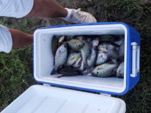 Caught a cooler of fish