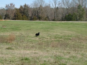 Dog Trials and Hunt Test held at Oak Grove
