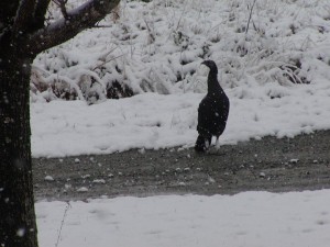 Wild Turkey out in the snow